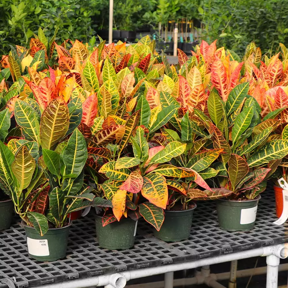 Fast Growing Trees Croton 'Petra' Plant 6 Fast Growing Trees Croton 'Petra' Plant