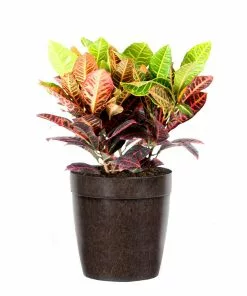 Fast Growing Trees Croton 'Petra' Plant 15 Fast Growing Trees Croton 'Petra' Plant