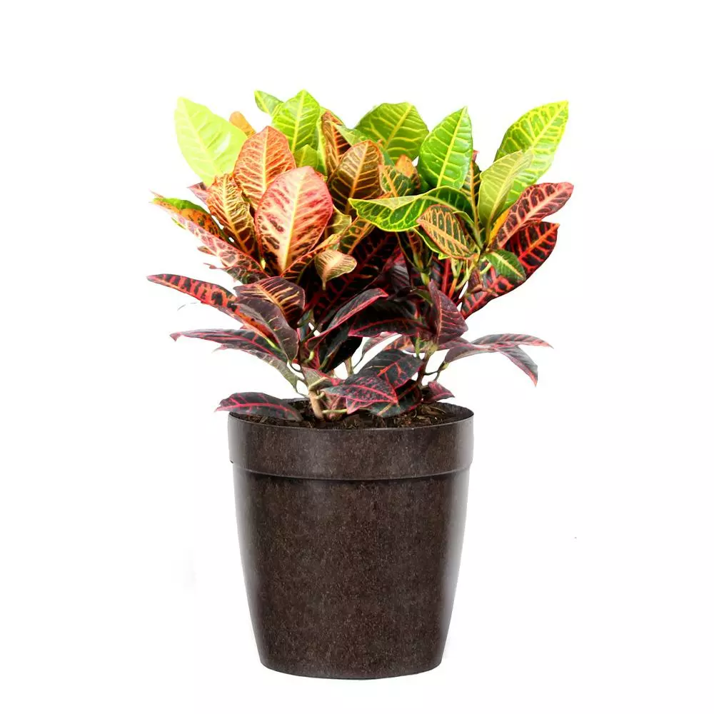 Fast Growing Trees Croton 'Petra' Plant 7 Fast Growing Trees Croton 'Petra' Plant