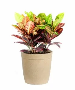 Fast Growing Trees Croton 'Petra' Plant 16 Fast Growing Trees Croton 'Petra' Plant