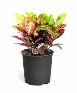 Fast Growing Trees Croton 'Petra' Plant 17 Fast Growing Trees Croton 'Petra' Plant