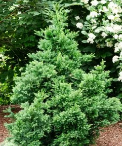 Fast Growing Trees Black Dragon Cryptomeria