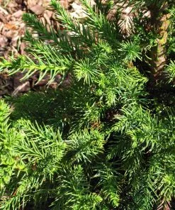 Fast Growing Trees Black Dragon Cryptomeria 8 Fast Growing Trees Black Dragon Cryptomeria
