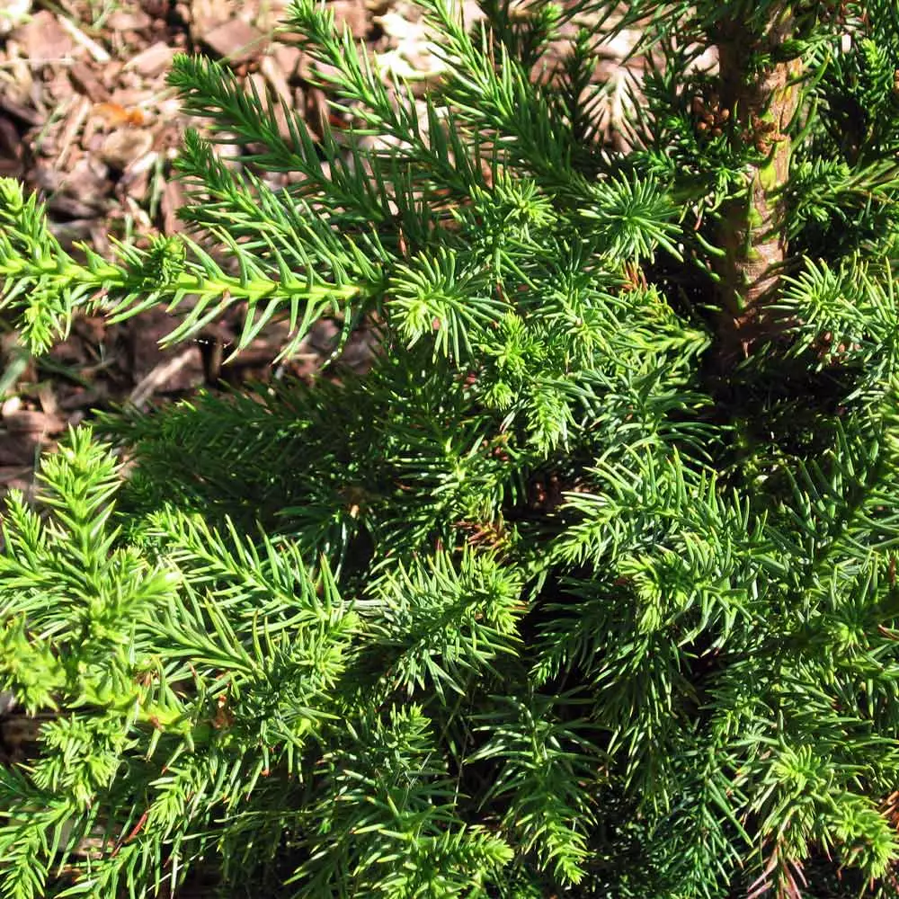 Fast Growing Trees Black Dragon Cryptomeria 5 Fast Growing Trees Black Dragon Cryptomeria