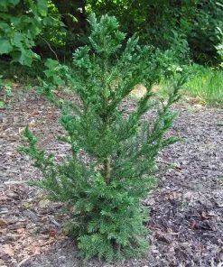 Fast Growing Trees Black Dragon Cryptomeria 9 Fast Growing Trees Black Dragon Cryptomeria