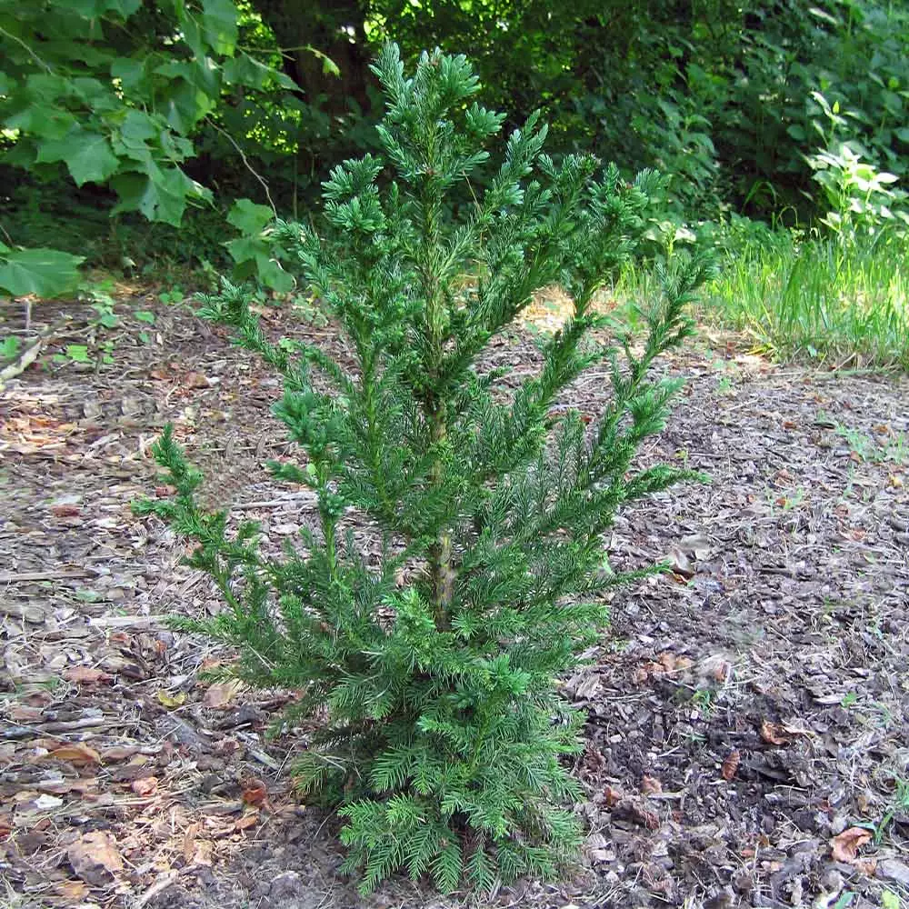 Fast Growing Trees Black Dragon Cryptomeria 6 Fast Growing Trees Black Dragon Cryptomeria