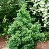 Fast Growing Trees Black Dragon Cryptomeria 2 Fast Growing Trees Black Dragon Cryptomeria