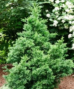 Fast Growing Trees Black Dragon Cryptomeria