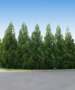 Fast Growing Trees Cryptomeria Radicans