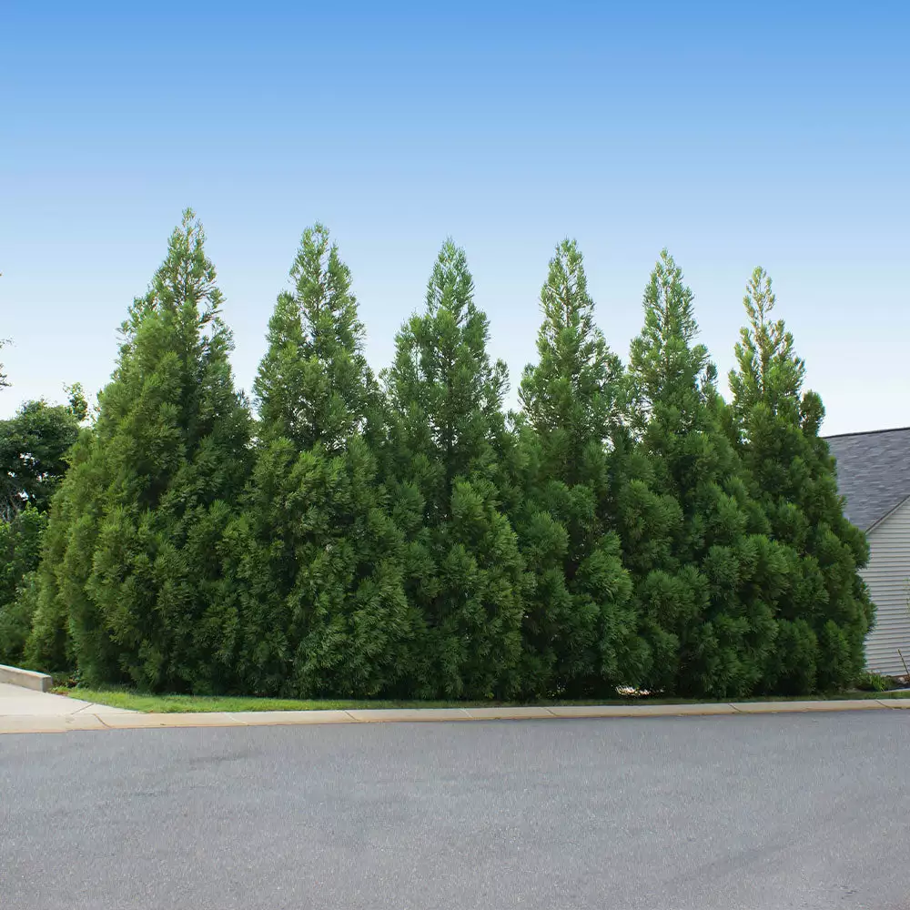 Fast Growing Trees Cryptomeria Radicans 4 Fast Growing Trees Cryptomeria Radicans