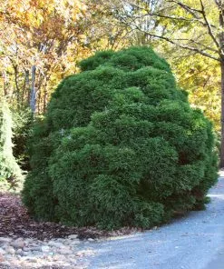 Fast Growing Trees Cryptomeria Trees Cryptomeria 'Globosa Nana' Shrub 10 Fast Growing Trees Cryptomeria Trees Cryptomeria 'Globosa Nana' Shrub