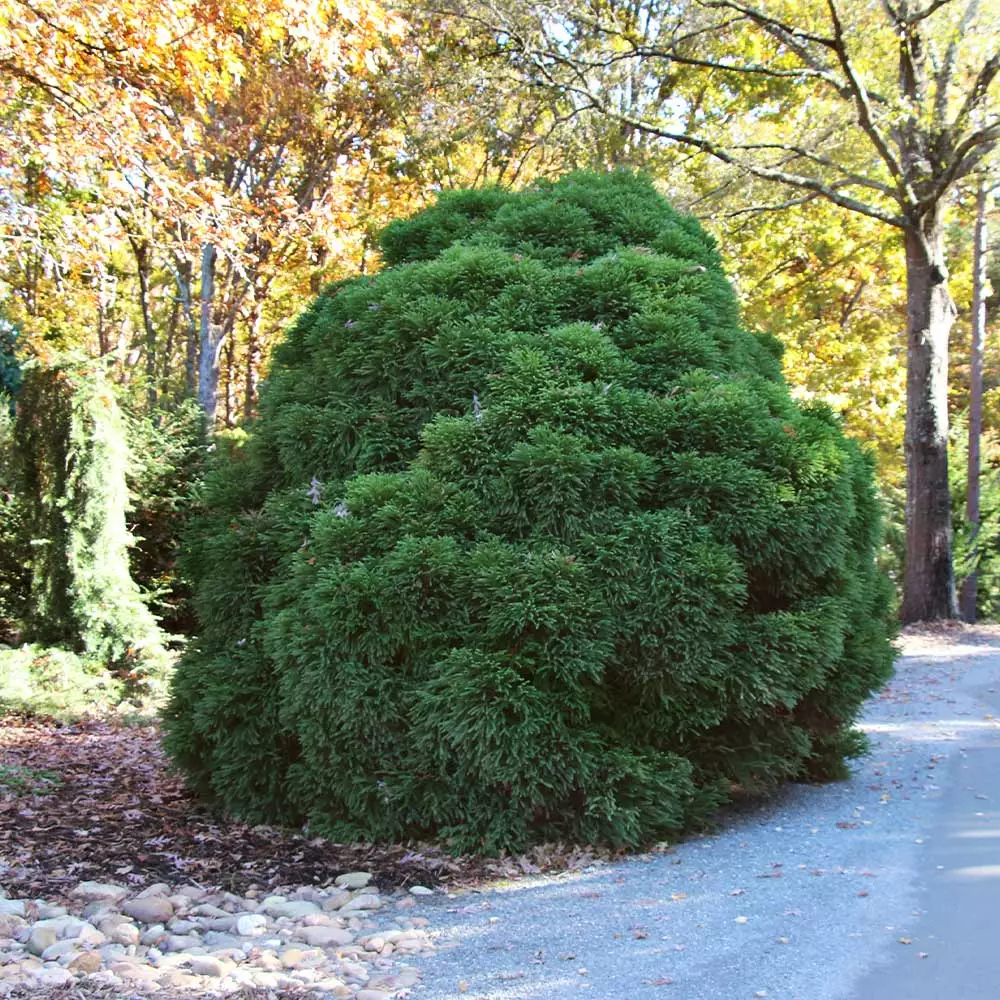 Fast Growing Trees Cryptomeria Trees Cryptomeria 'Globosa Nana' Shrub 5 Fast Growing Trees Cryptomeria Trees Cryptomeria 'Globosa Nana' Shrub