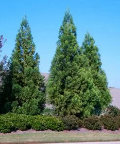 Fast Growing Trees Cryptomeria Radicans 11 Fast Growing Trees Cryptomeria Radicans