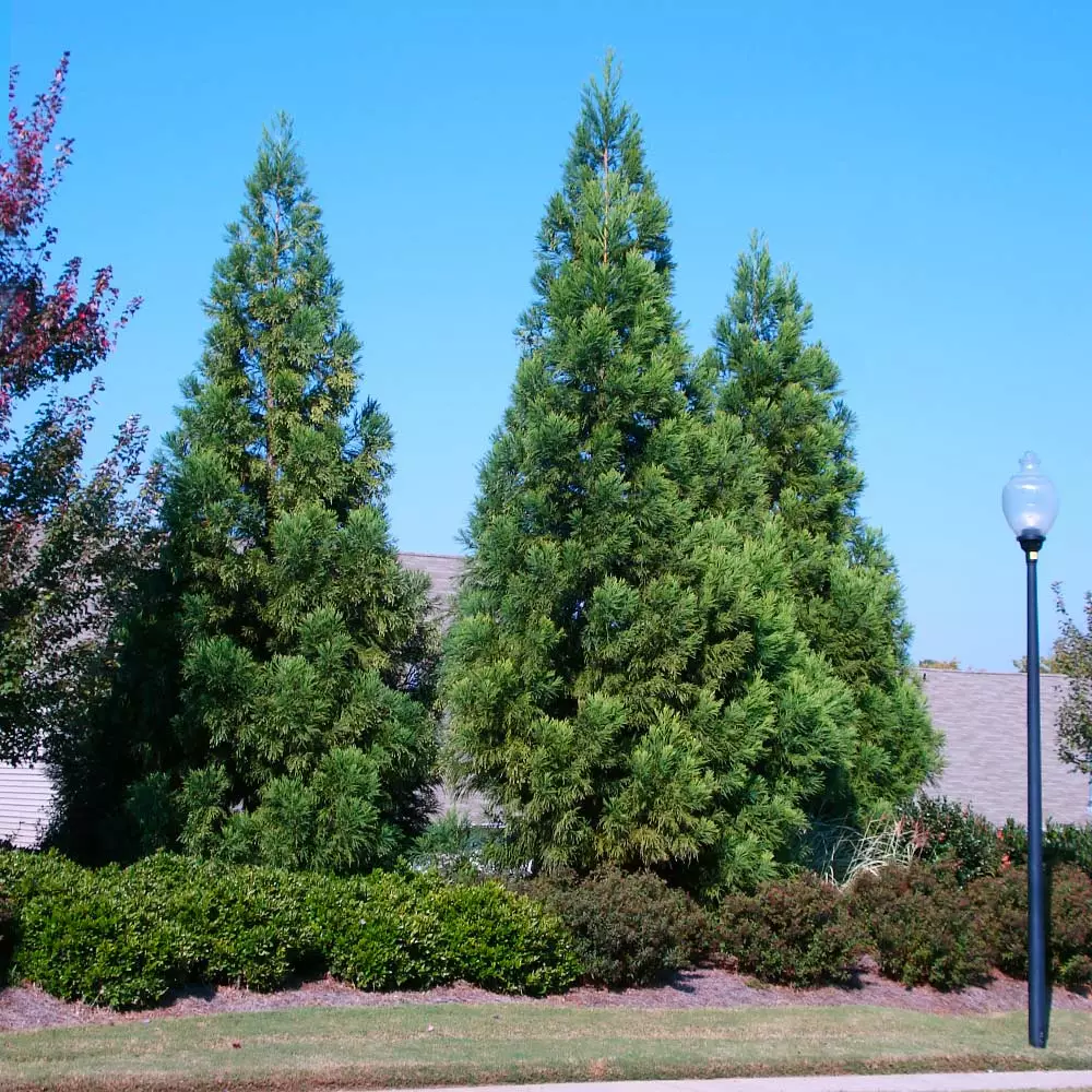 Fast Growing Trees Cryptomeria Radicans 5 Fast Growing Trees Cryptomeria Radicans