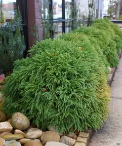 Fast Growing Trees Cryptomeria Trees Cryptomeria 'Globosa Nana' Shrub 11 Fast Growing Trees Cryptomeria Trees Cryptomeria 'Globosa Nana' Shrub
