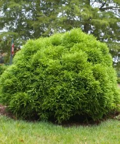 Fast Growing Trees Cryptomeria Trees Cryptomeria 'Globosa Nana' Shrub 12 Fast Growing Trees Cryptomeria Trees Cryptomeria 'Globosa Nana' Shrub