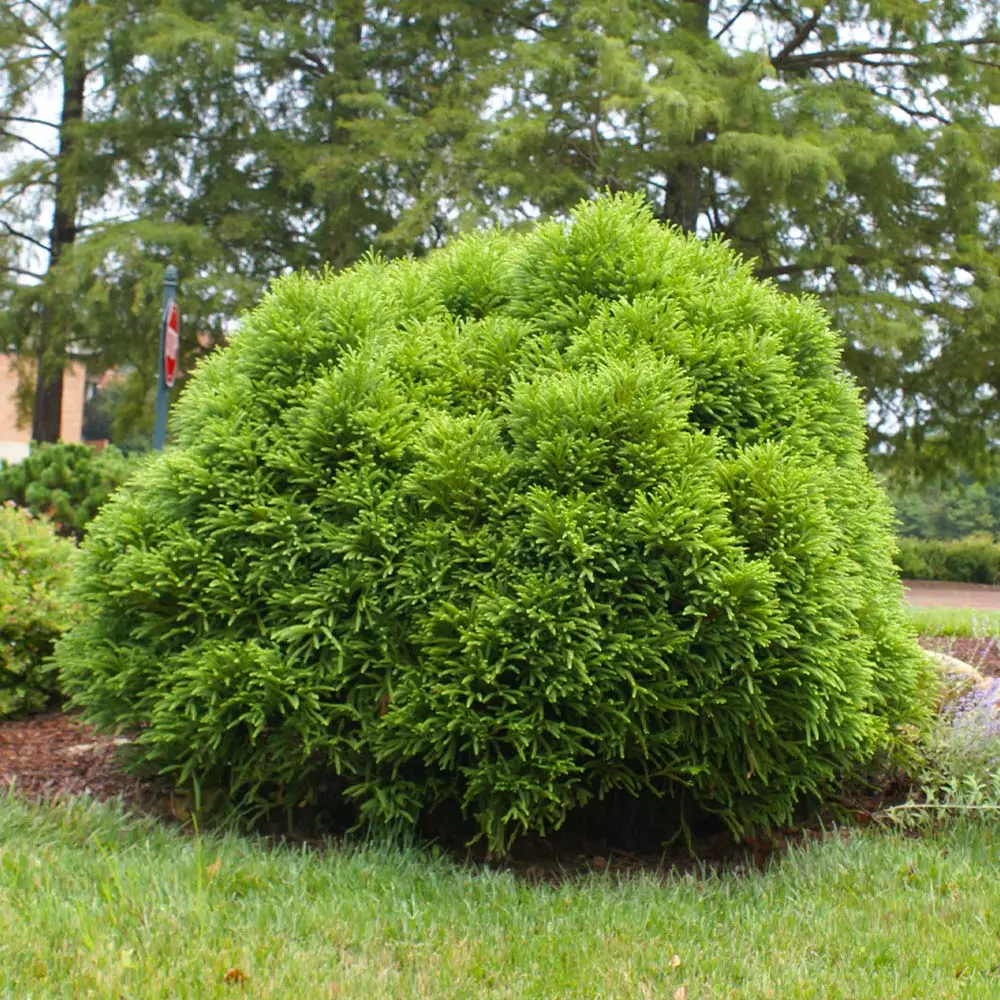 Fast Growing Trees Cryptomeria Trees Cryptomeria 'Globosa Nana' Shrub 7 Fast Growing Trees Cryptomeria Trees Cryptomeria 'Globosa Nana' Shrub