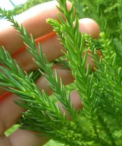 Fast Growing Trees Cryptomeria Radicans 12 Fast Growing Trees Cryptomeria Radicans