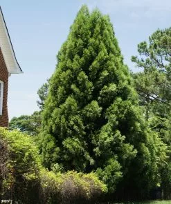 Fast Growing Trees Cryptomeria Radicans 13 Fast Growing Trees Cryptomeria Radicans
