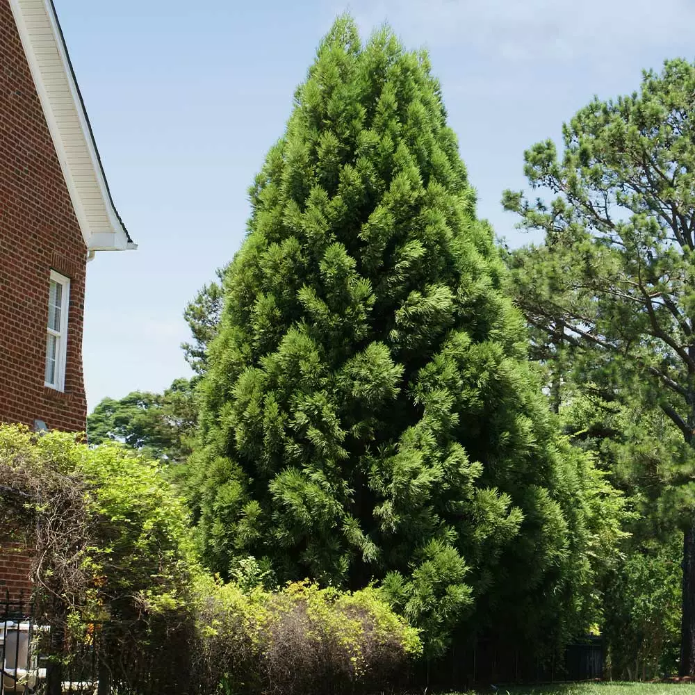 Fast Growing Trees Cryptomeria Radicans 7 Fast Growing Trees Cryptomeria Radicans