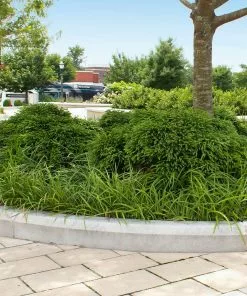 Fast Growing Trees Cryptomeria Trees Cryptomeria 'Globosa Nana' Shrub 13 Fast Growing Trees Cryptomeria Trees Cryptomeria 'Globosa Nana' Shrub