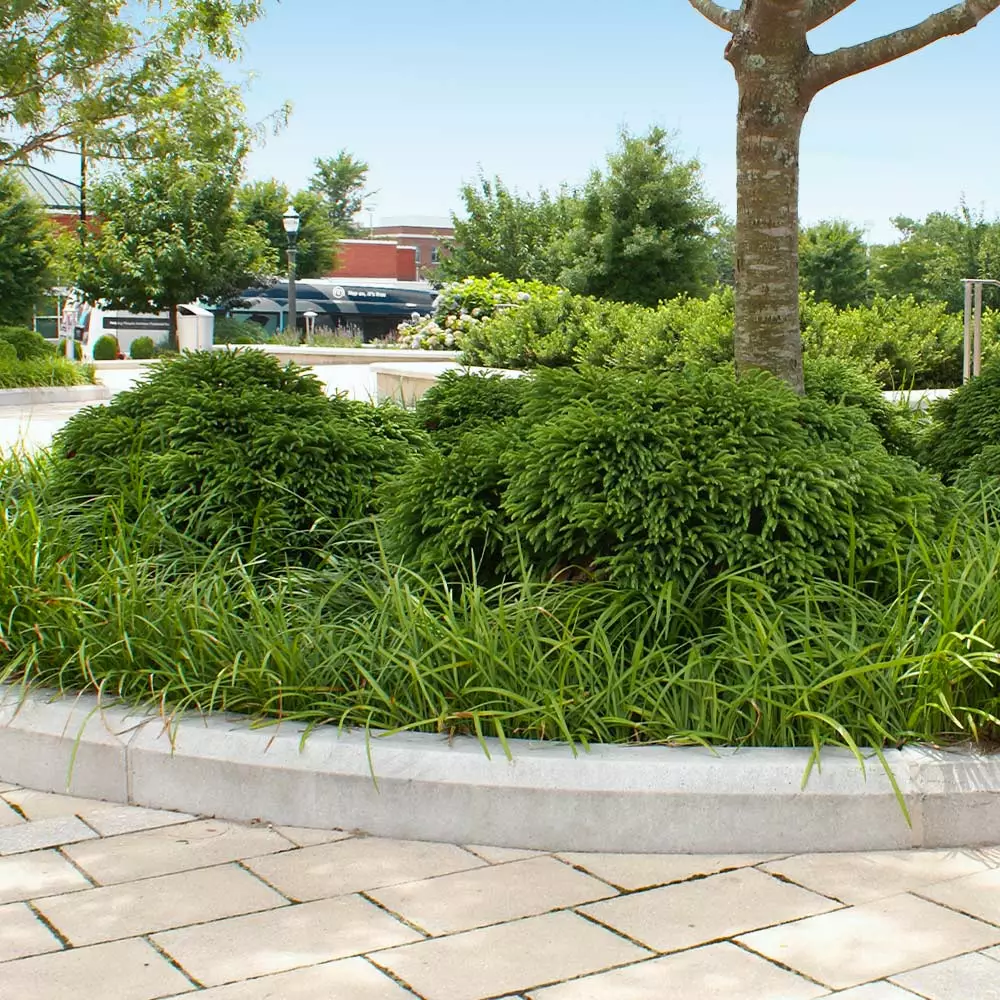 Fast Growing Trees Cryptomeria Trees Cryptomeria 'Globosa Nana' Shrub 8 Fast Growing Trees Cryptomeria Trees Cryptomeria 'Globosa Nana' Shrub