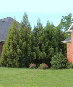 Fast Growing Trees Cryptomeria Radicans 14 Fast Growing Trees Cryptomeria Radicans