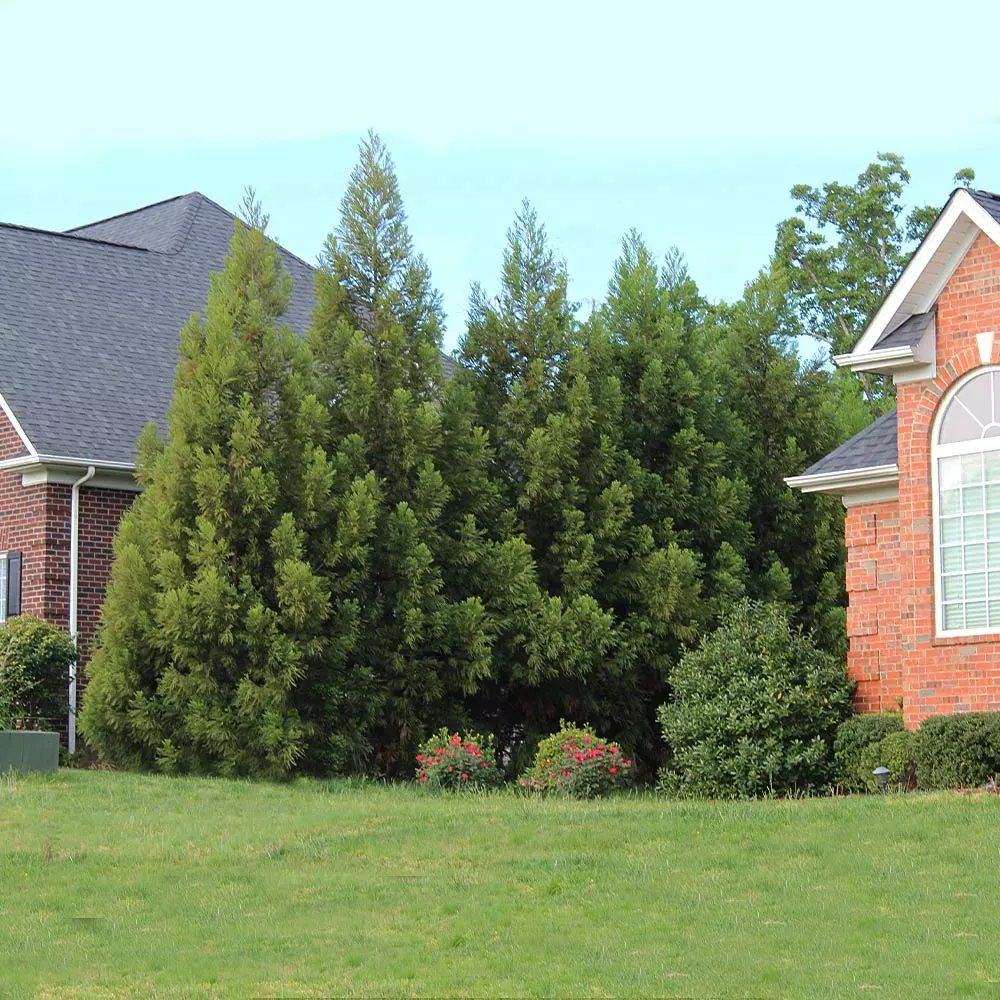Fast Growing Trees Cryptomeria Radicans 8 Fast Growing Trees Cryptomeria Radicans