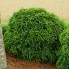 Fast Growing Trees Cryptomeria Trees Cryptomeria 'Globosa Nana' Shrub 1 Fast Growing Trees Cryptomeria Trees Cryptomeria 'Globosa Nana' Shrub