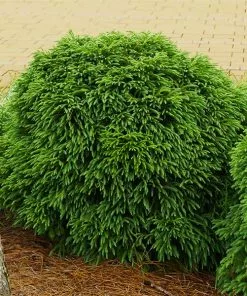 Fast Growing Trees Cryptomeria Trees Cryptomeria 'Globosa Nana' Shrub