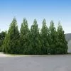 Fast Growing Trees Cryptomeria Radicans 2 Fast Growing Trees Cryptomeria Radicans