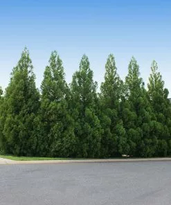 Fast Growing Trees Cryptomeria Radicans