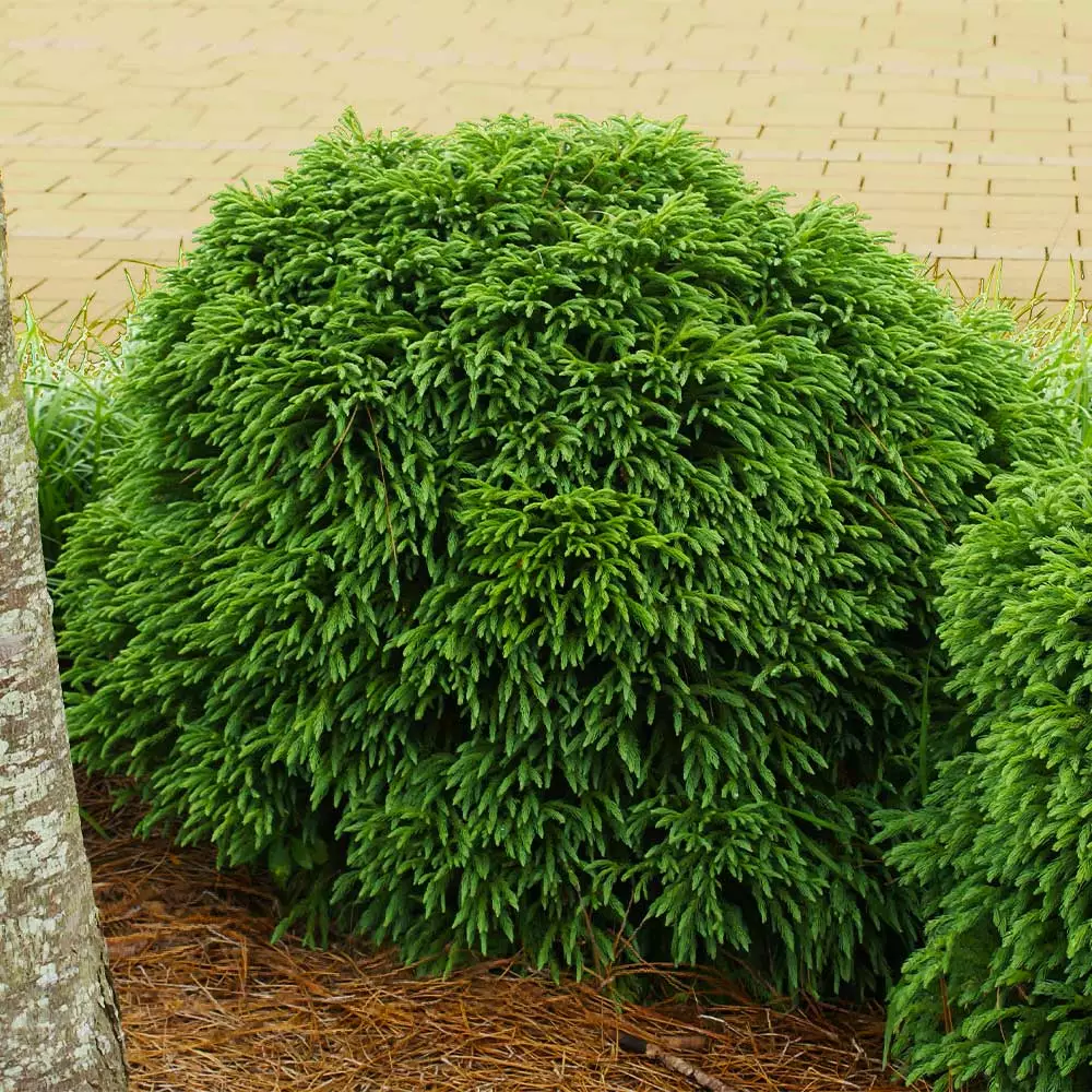 Fast Growing Trees Cryptomeria Trees Cryptomeria 'Globosa Nana' Shrub 4 Fast Growing Trees Cryptomeria Trees Cryptomeria 'Globosa Nana' Shrub