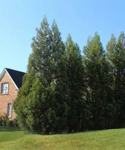 Fast Growing Trees Cryptomeria Radicans 15 Fast Growing Trees Cryptomeria Radicans