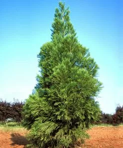 Fast Growing Trees Cryptomeria Trees Yoshino Japanese Cedar 8 Fast Growing Trees Cryptomeria Trees Yoshino Japanese Cedar