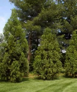 Fast Growing Trees Cryptomeria Trees Yoshino Japanese Cedar 9 Fast Growing Trees Cryptomeria Trees Yoshino Japanese Cedar