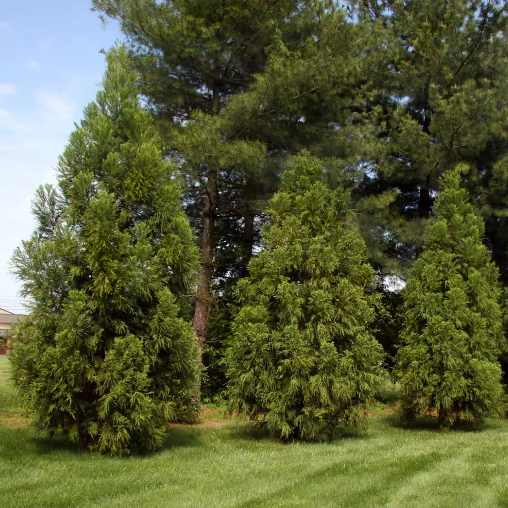 Fast Growing Trees Cryptomeria Trees Yoshino Japanese Cedar 6 Fast Growing Trees Cryptomeria Trees Yoshino Japanese Cedar