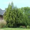 Fast Growing Trees Cryptomeria Trees Yoshino Japanese Cedar 1 Fast Growing Trees Cryptomeria Trees Yoshino Japanese Cedar