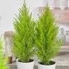 Fast Growing Trees Goldcrest Cypress Cypress Trees 2 Fast Growing Trees Goldcrest Cypress Cypress Trees
