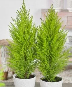 Fast Growing Trees Goldcrest Cypress Cypress Trees