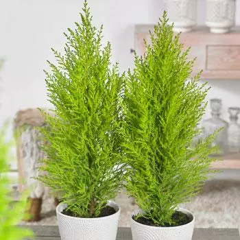 Fast Growing Trees Goldcrest Cypress Cypress Trees 3 Fast Growing Trees Goldcrest Cypress Cypress Trees