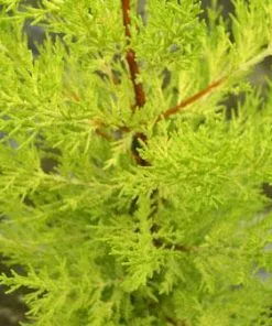 Fast Growing Trees Goldcrest Cypress Cypress Trees 7 Fast Growing Trees Goldcrest Cypress Cypress Trees