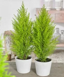 Fast Growing Trees Goldcrest Cypress Cypress Trees