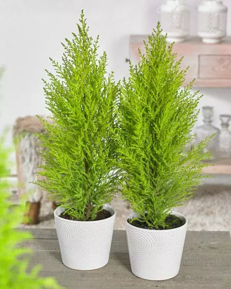 Fast Growing Trees Goldcrest Cypress Cypress Trees 4 Fast Growing Trees Goldcrest Cypress Cypress Trees