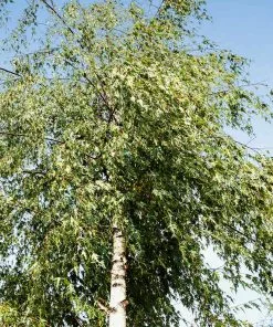 Fast Growing Trees Birch Trees Weeping Cutleaf Birch 9 Fast Growing Trees Birch Trees Weeping Cutleaf Birch