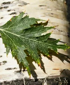 Fast Growing Trees Birch Trees Weeping Cutleaf Birch