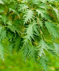 Fast Growing Trees Birch Trees Weeping Cutleaf Birch 10 Fast Growing Trees Birch Trees Weeping Cutleaf Birch