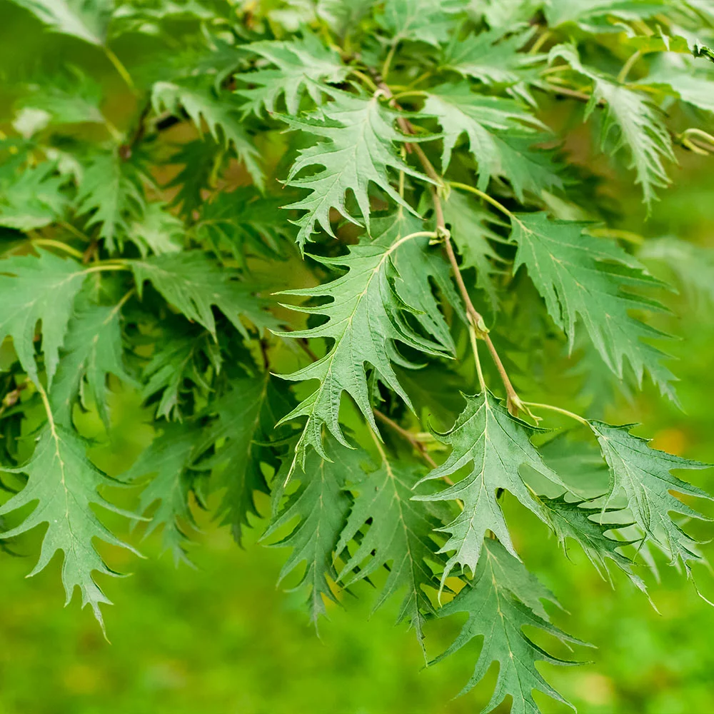 Fast Growing Trees Birch Trees Weeping Cutleaf Birch 6 Fast Growing Trees Birch Trees Weeping Cutleaf Birch