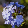Fast Growing Trees Dark Blue Plumbago See All Shrubs & Hedges