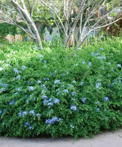 Fast Growing Trees Dark Blue Plumbago See All Shrubs & Hedges 7 Fast Growing Trees Dark Blue Plumbago See All Shrubs & Hedges